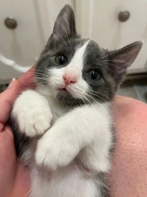 Mickey wants to be loved and with his expressive eyes and big ears thats easy to do Mickey loves 