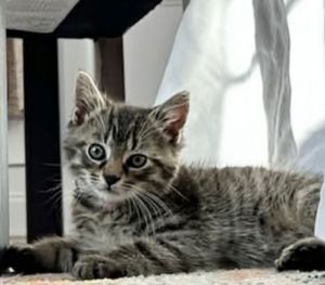 This is Smokey He is one cuddly guy He loves to curl up in your arms and purr the night