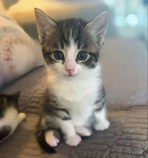 Pawl is just as you see himadorable With his cute mark on his nose He is very playful and sweet