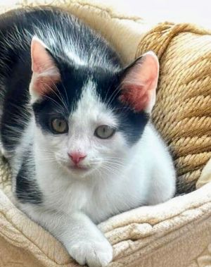 Ace is a sweet little 12 week old black  white boy He is twins to his brother Bo except