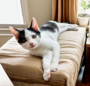 Ace Domestic Short Hair Cat