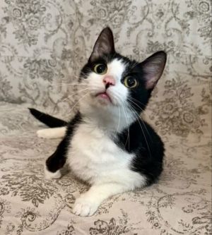 Hi my name is Bluebell and I love humans I want to spend all my time with you either on