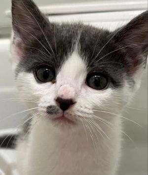 Meet Minnie Mouser Like her namesake Minnie is always up for an adventure especially if she has a
