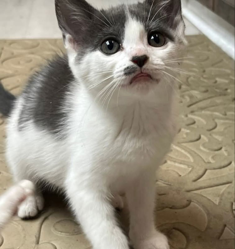 Minnie