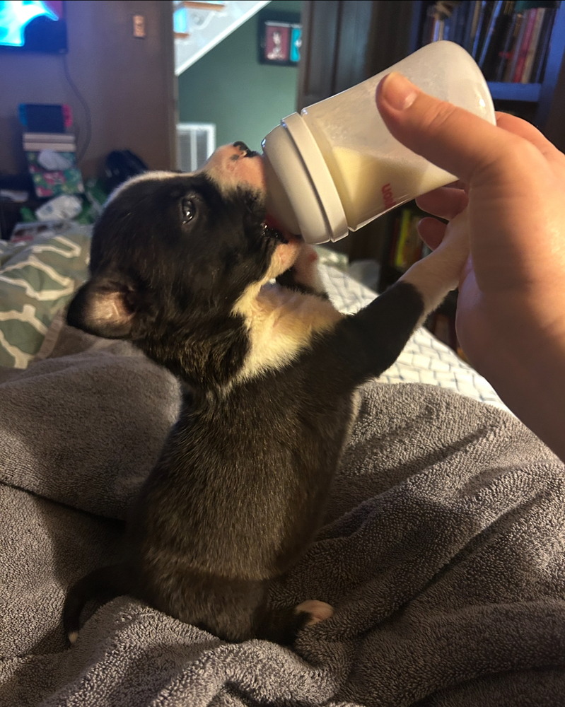 Frankie