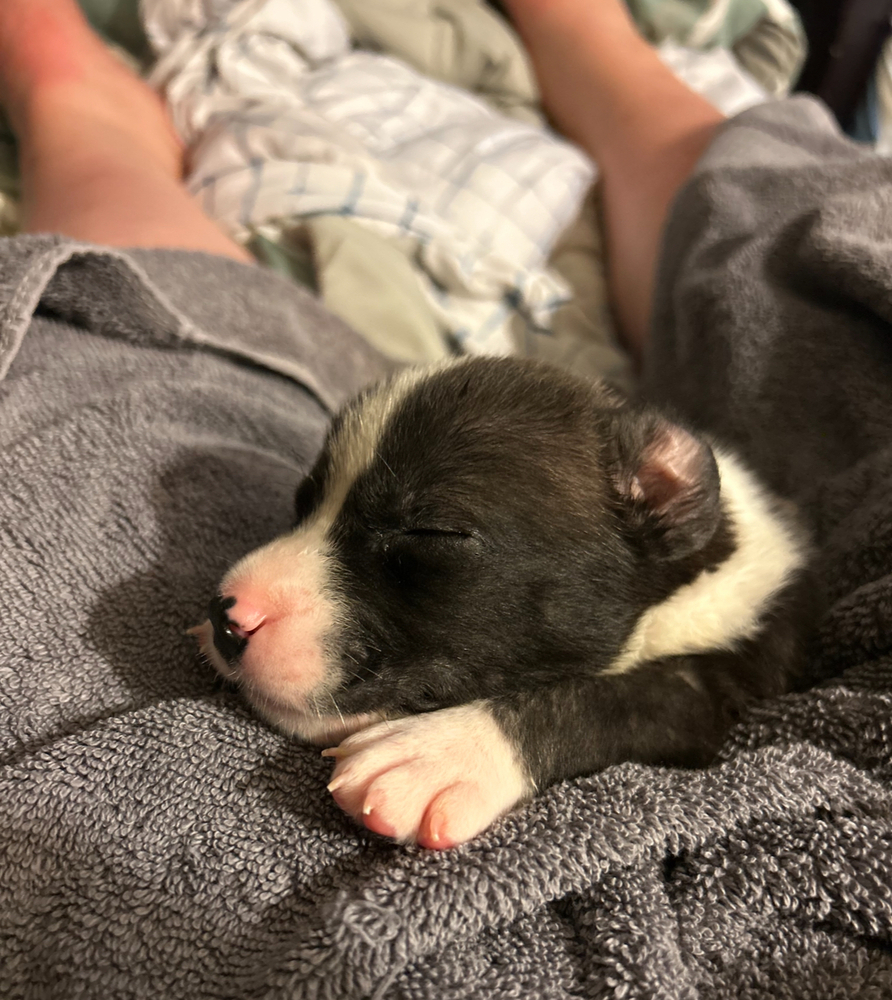 Frankie