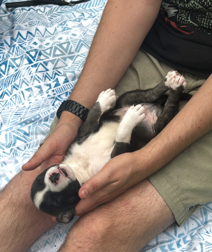 Frankie