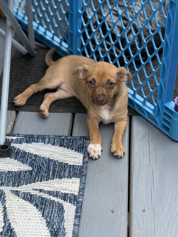 Peanut