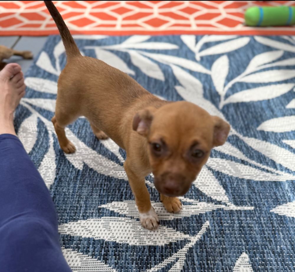 Peanut