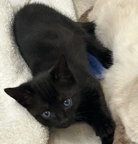 Daphne
