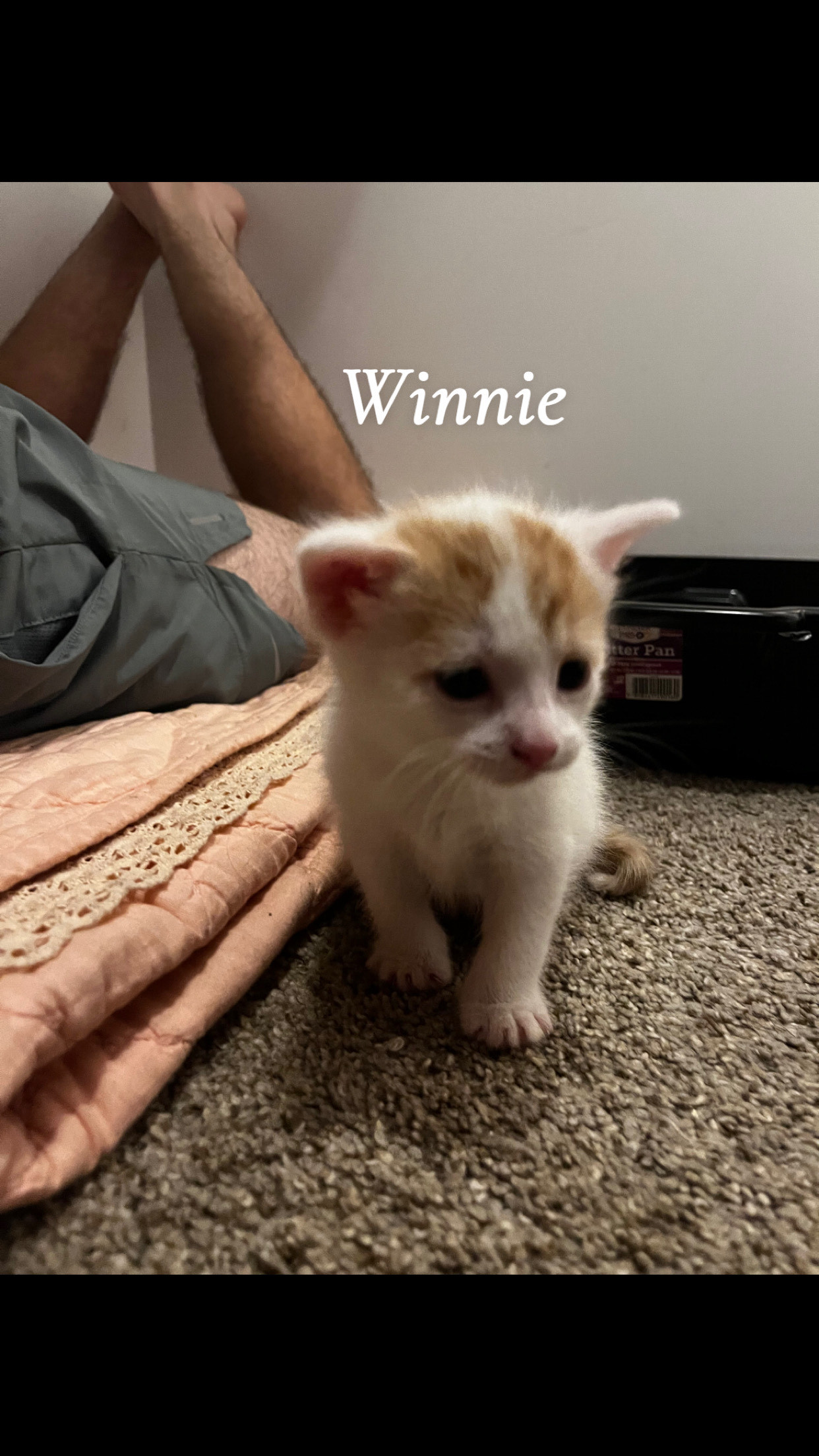 Winston