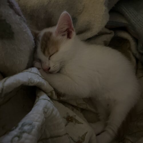Winston