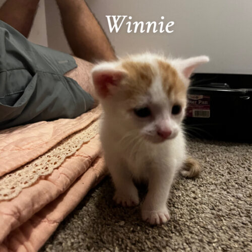 Winston