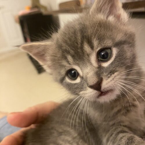 Lynx