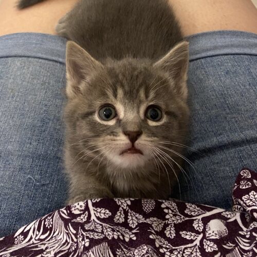 Lynx