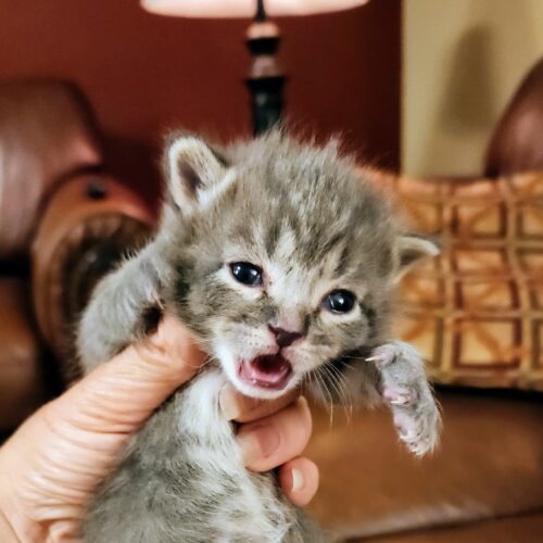Lynx