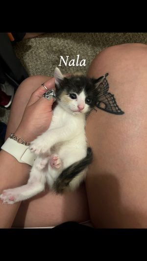 _Nala, Baby Female Domestic Short Hair