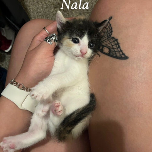 Nala