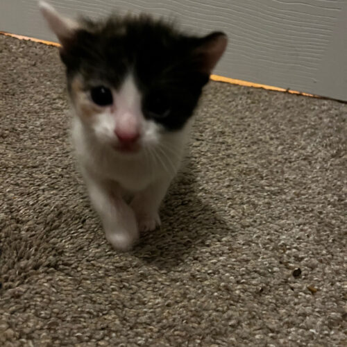 Nala