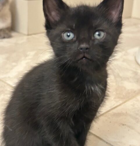 Minerva