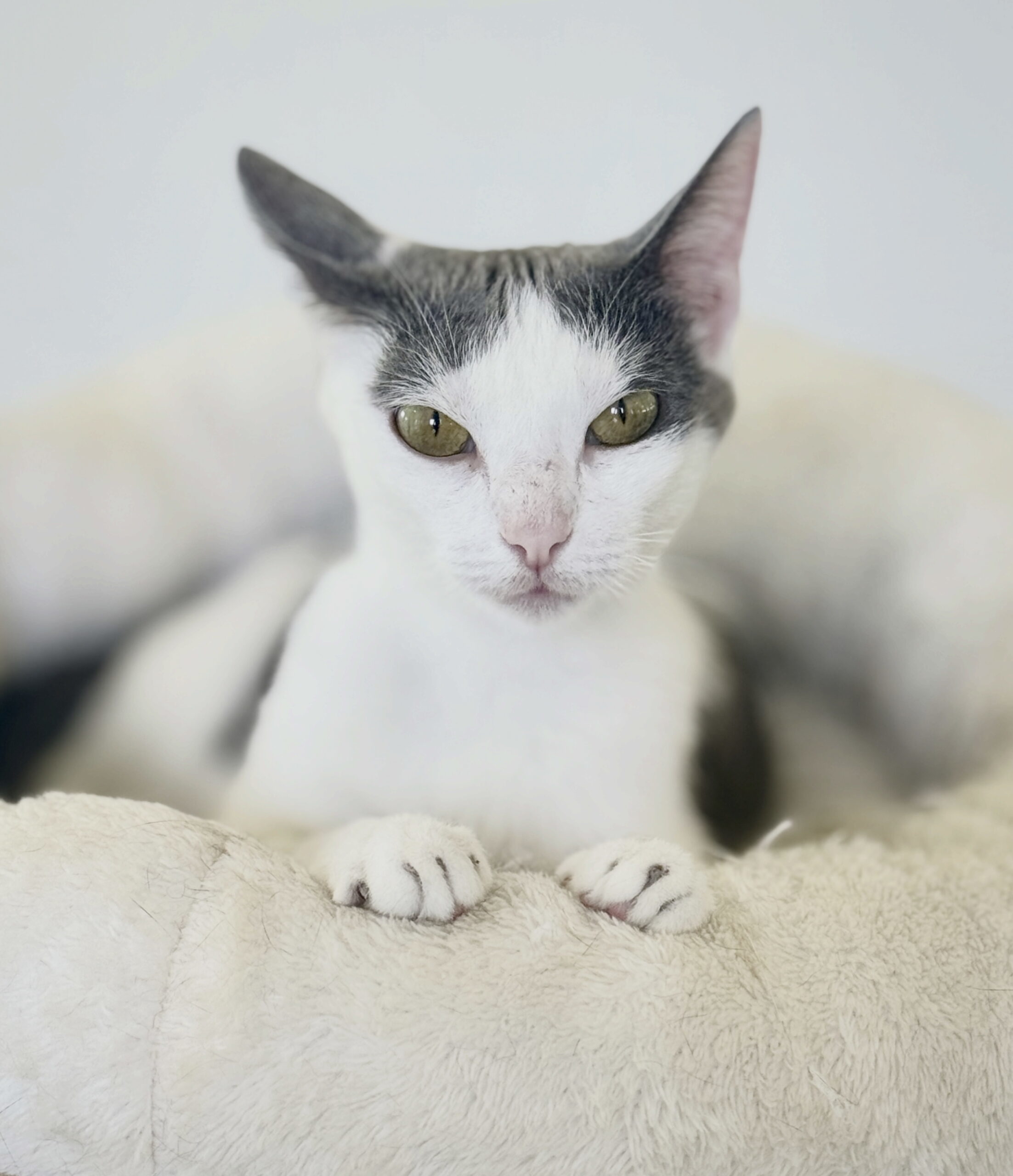 Nova, an adoptable Abyssinian, American Shorthair in Chapel Hill, NC, 27517 | Photo Image 1