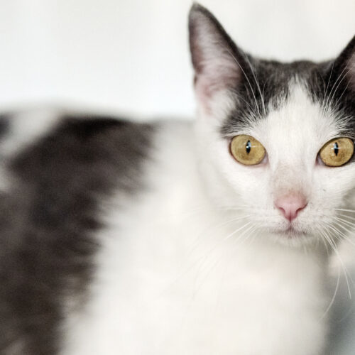 Nova, an adoptable Abyssinian, American Shorthair in Chapel Hill, NC, 27517 | Photo Image 2
