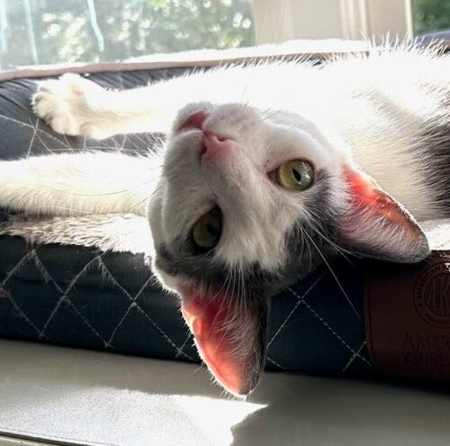 Nova, an adoptable Abyssinian, American Shorthair in Chapel Hill, NC, 27517 | Photo Image 3