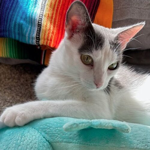 Nova, an adoptable Abyssinian, American Shorthair in Chapel Hill, NC, 27517 | Photo Image 6