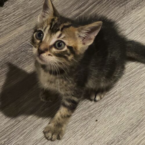 Blinky