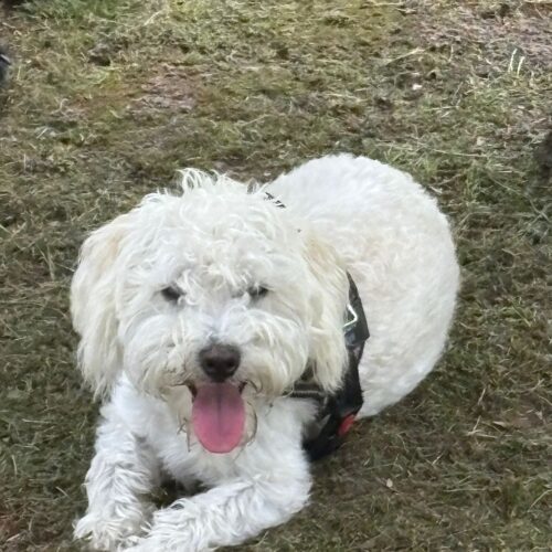 Benson