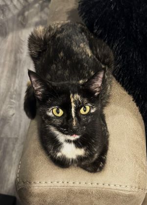 _Ms. P, Young Female Domestic Short Hair