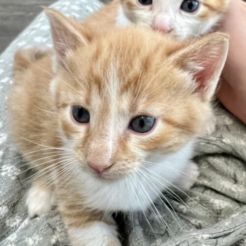 Sadie (Kitten) 1