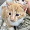 _Sadie (Kitten) photo 1