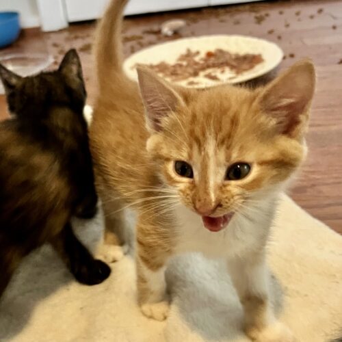 Sadie (Kitten)
