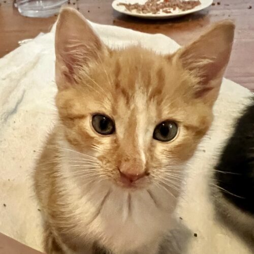 Sadie (Kitten)
