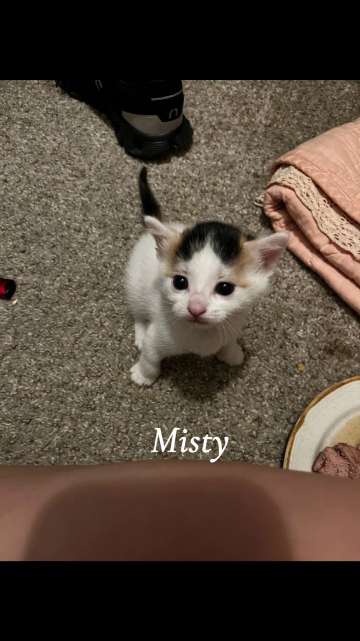 Misty 1