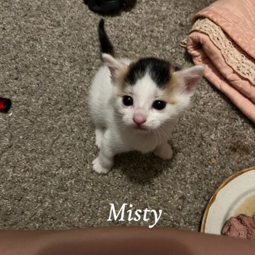 Misty