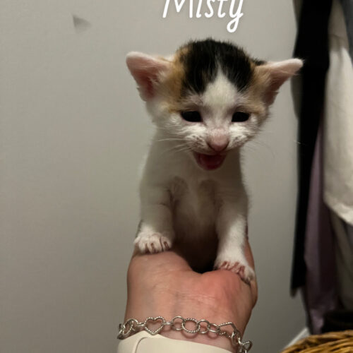 Misty 4