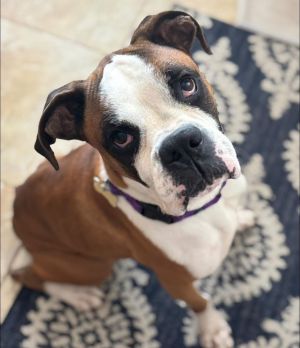 AXELROD, Adult Male Boxer