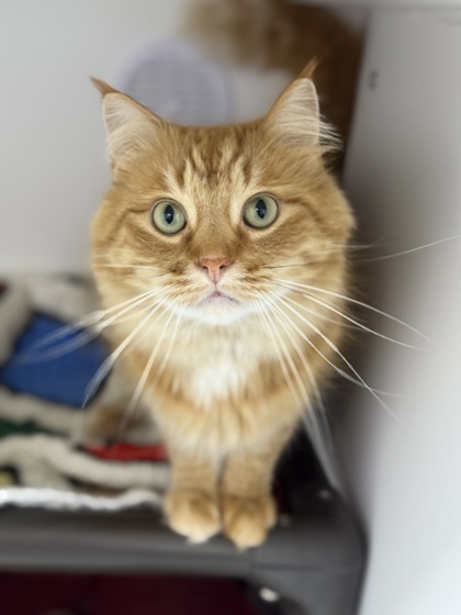 Rusty, an adoptable Domestic Medium Hair, Domestic Short Hair in Gwinn, MI, 49841 | Photo Image 1
