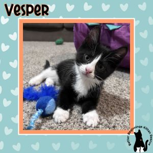 Vesper, Baby Male unknown