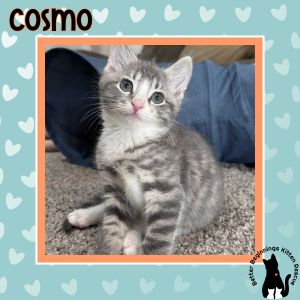 Cosmo, Baby Male unknown