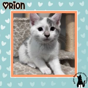 Orion, Baby Male unknown