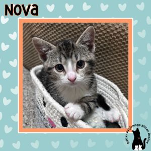 Nova, Baby Female unknown