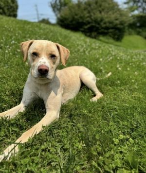 Leuviah Loo-vi-uh is eager to please happy bouncing and excitable He is a big puppy who just w