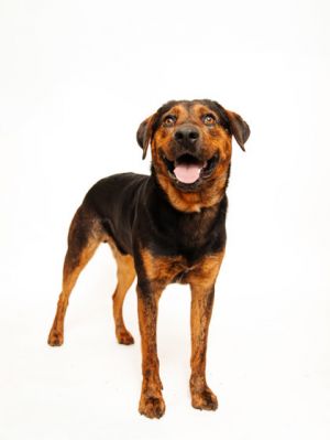Meet Elwood This goofy dog has energy for days and is hoping to find his active forever home A few