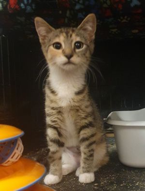 Ellen DeGeneres, Baby Female Domestic Short Hair