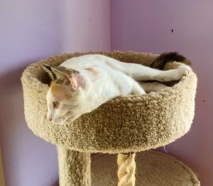 Madison Loraine Domestic Short Hair Cat