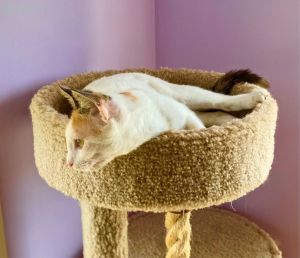 I am shy but sweet Please give me a forever homeAll adopters must be  21 years old live in