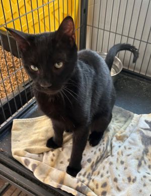 Bingo Domestic Short Hair Cat